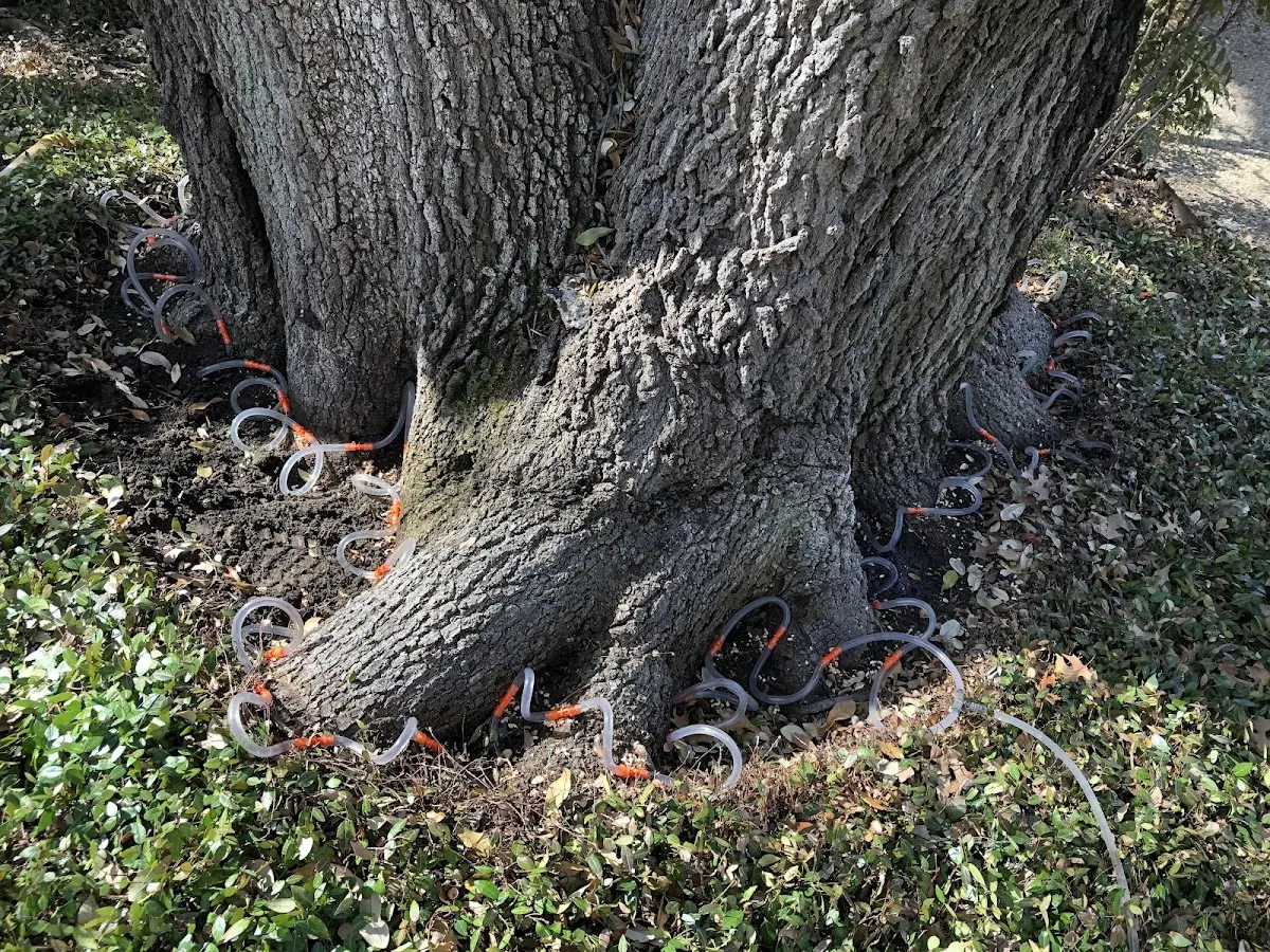 Detailed Tree Cabling and Bracing job site in North Kingstown