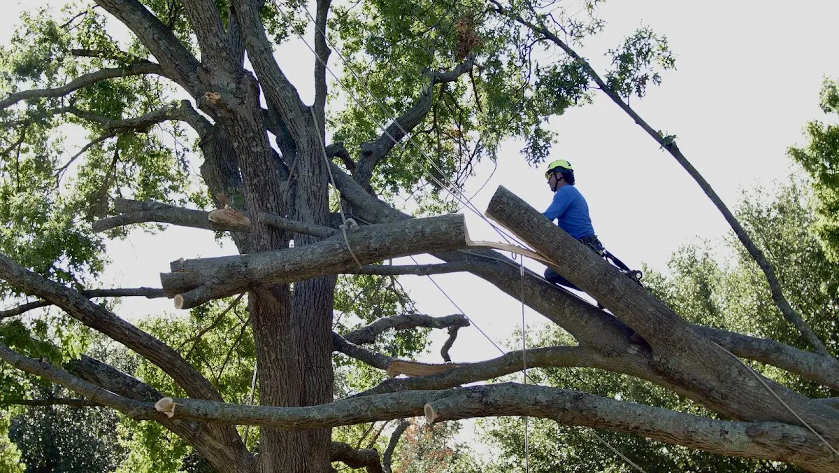 Professional Hazardous Tree Removal performed by certified arborists in North Kingstown