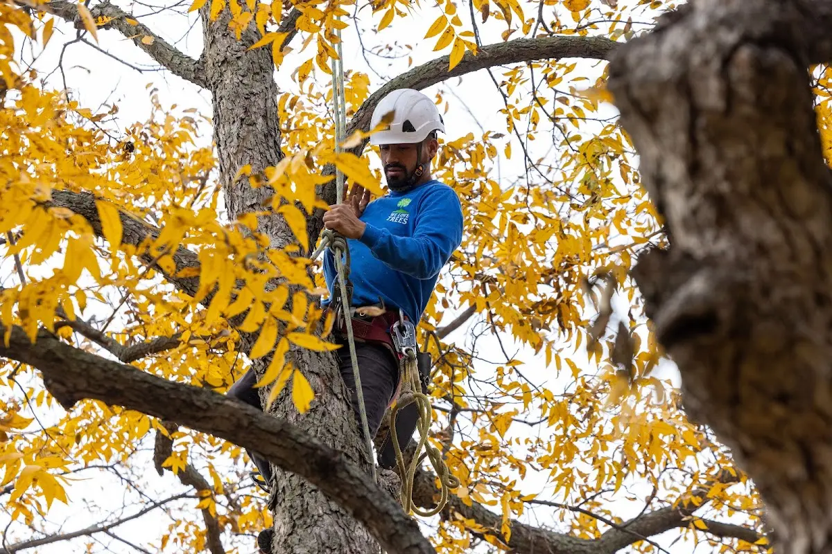 Skilled Tree Planting crew working in North Kingstown